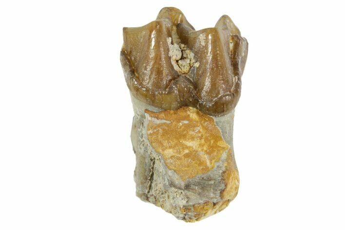 Fossil Horse (Mesohippus) Jaw Section - South Dakota #365247